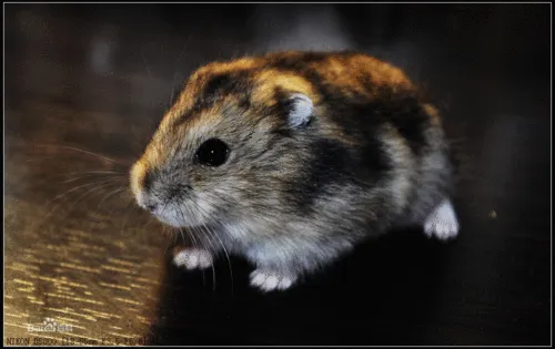寵物倉鼠百科：三線倉鼠品種介紹、三線倉鼠的優缺點、飼養方法和常見疾病