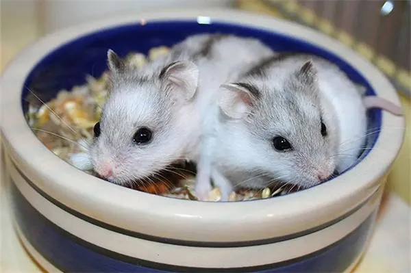 寵物倉鼠百科：三線倉鼠品種介紹、三線倉鼠的優缺點、飼養方法和常見疾病